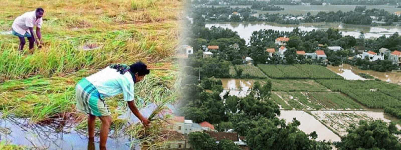 හානි වූ වී වගා සඳහා වන්දි ගෙවා අවසන් කෙරේ..